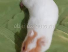 Джунгарские и сирийские хомяки
