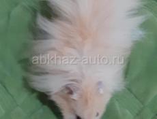 Джунгарские и сирийские хомяки