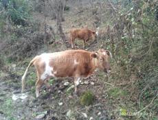Срочно корова кто хочет на мясо а кто чтоб доить хорошая корова хорошо доится каждый год рожает 