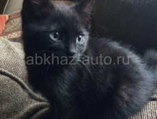Отдам в добрые руки 