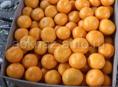 Продаются мандарины 