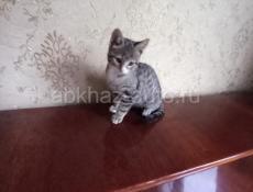  КОТЁНОК В ДАР  🎁
