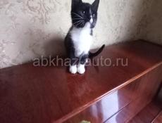  КОТЁНОК В ДАР  🎁