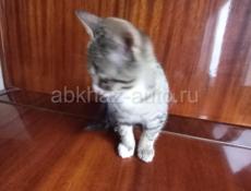  КОТЁНОК В ДАР  🎁