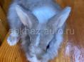 Декоративный кролик 