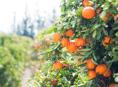 Продаю апельсины 🍊 с дерева