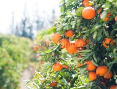 Продаю апельсины 🍊 с дерева