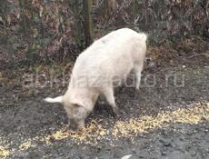 продается свинья