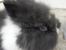 Карликовые кролики