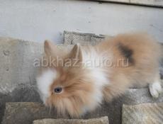 Карликовые кролики