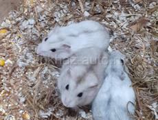 Джунгарские сирийские хомяки