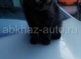 Отдаю котёнка 