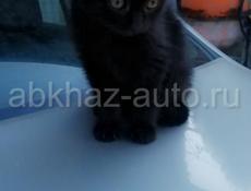 Отдаю котёнка 