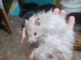 Сирийские джунгарские хомяки