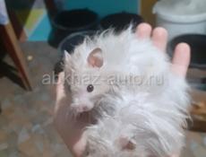 Сирийские джунгарские хомяки
