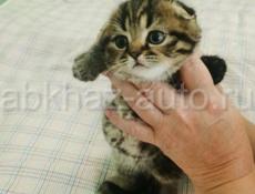 Шотландские котята 🌸🌸🌸🌸🌸🌸