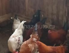 Продам молодых петухов