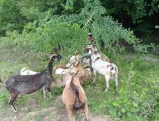 Продам 5 коз