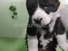 Алабай помесь 