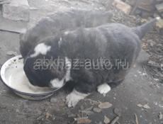 Алабай помесь 