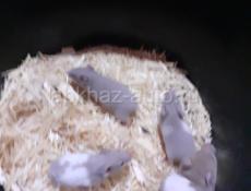 Сирийские хомяки