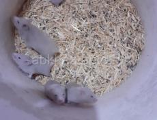 Сирийские хомяки