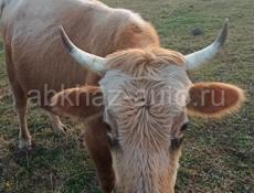 Продае́тся бычок 130кг 
