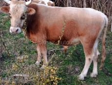 Продае́тся молодой бычок 130-135кг