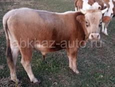 Продае́тся молодой бычок 130-135кг
