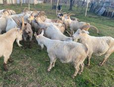 Козы местные на продажу 
