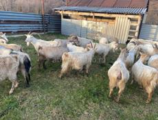 Козы местные на продажу 