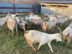 Козы местные на продажу 