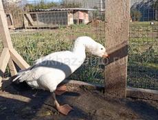Продаются гуси