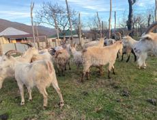 Козы местные 🐐 