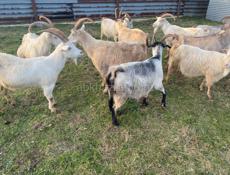 Козы местные 🐐 