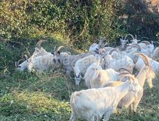 Козы местные 🐐 