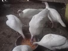 индюки