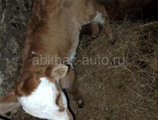 Продам