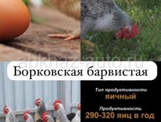 Цыплята читайте описание 