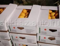 Цитрон продаю около 300 килограмм,