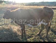 Продается корова