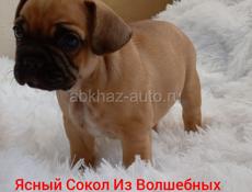 Щенок Французского бульдога