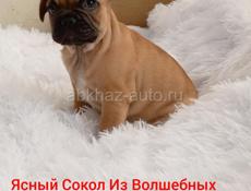 Щенок Французского бульдога