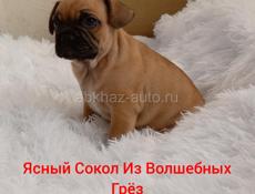 Щенок Французского бульдога
