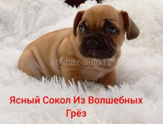 Щенок Французского бульдога
