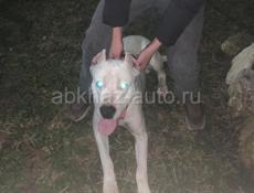 Хочу свести аргентинского дока с такой же породой 