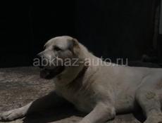Щенки Алабая