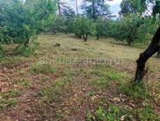 В ПШАПЕ,РЯДОМ СО ШКОЛОЙ