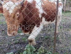Продам быка 130-160 кг и телку 60-75 кг 