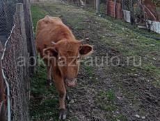 Продам быка 130-160 кг и телку 60-75 кг 